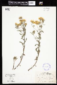 Heterotheca villosa var. villosa image