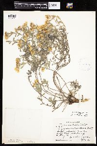 Heterotheca villosa var. villosa image