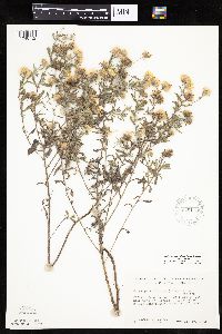 Heterotheca villosa var. villosa image