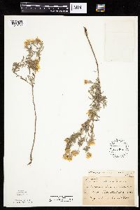 Heterotheca villosa var. villosa image