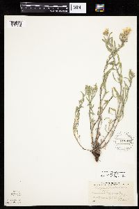 Heterotheca villosa image