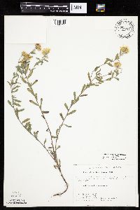 Heterotheca villosa var. villosa image