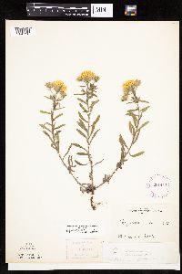 Heterotheca villosa var. villosa image