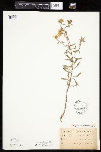 Heterotheca villosa image