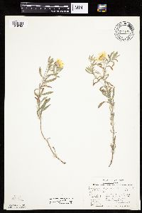 Heterotheca villosa var. villosa image