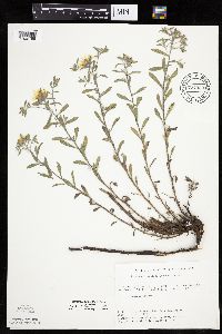 Heterotheca villosa var. villosa image