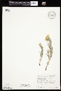 Heterotheca villosa var. villosa image