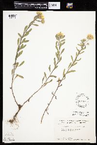 Heterotheca villosa var. villosa image