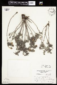 Heterotheca villosa var. villosa image