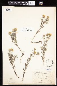 Heterotheca villosa var. villosa image