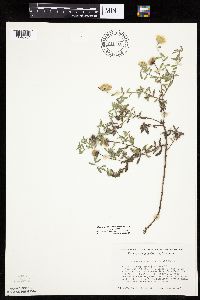 Heterotheca villosa image