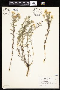 Heterotheca villosa var. villosa image