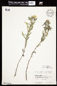 Heterotheca villosa var. villosa image