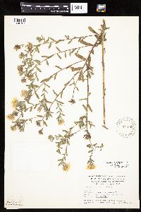 Heterotheca villosa var. villosa image