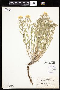 Heterotheca villosa var. villosa image