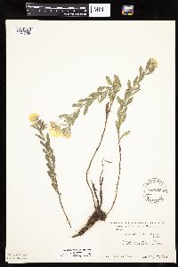 Heterotheca villosa var. villosa image