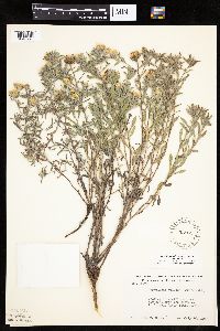 Heterotheca villosa var. villosa image