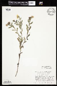 Heterotheca villosa var. villosa image