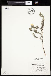 Heterotheca villosa var. villosa image