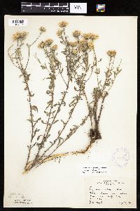 Heterotheca villosa var. villosa image