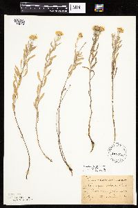 Heterotheca villosa var. villosa image