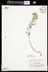 Heterotheca villosa var. villosa image