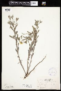 Heterotheca villosa image