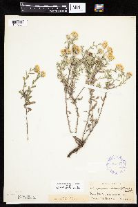 Heterotheca villosa image