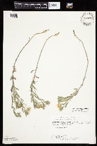 Heterotheca villosa var. villosa image