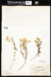 Heterotheca villosa image