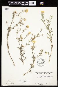 Heterotheca villosa var. villosa image