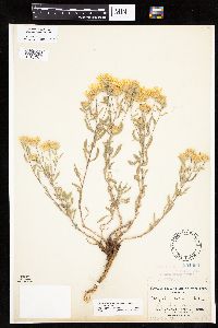 Heterotheca villosa image