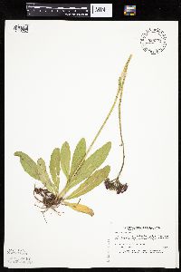 Hieracium aurantiacum image