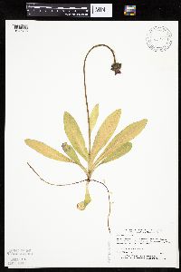 Hieracium aurantiacum image