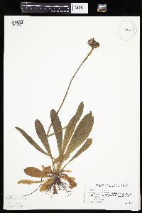 Hieracium aurantiacum image