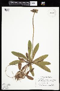 Hieracium aurantiacum image