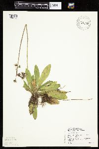 Hieracium aurantiacum image