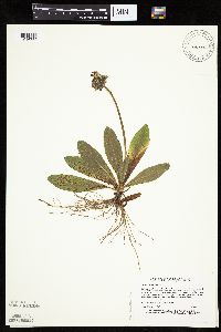Hieracium aurantiacum image