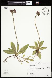 Image of Hieracium aurantiacum