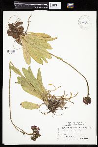 Hieracium aurantiacum image