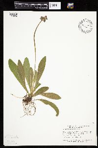 Hieracium aurantiacum image