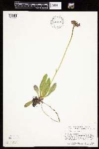 Hieracium aurantiacum image