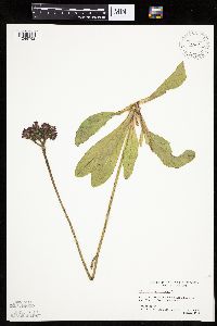 Hieracium aurantiacum image