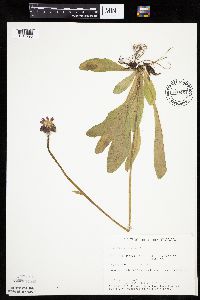 Hieracium aurantiacum image