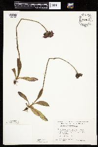 Hieracium aurantiacum image