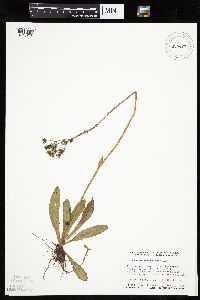 Hieracium aurantiacum image