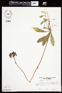 Hieracium aurantiacum image