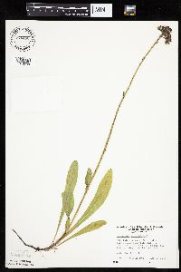 Hieracium aurantiacum image