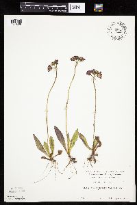 Hieracium aurantiacum image