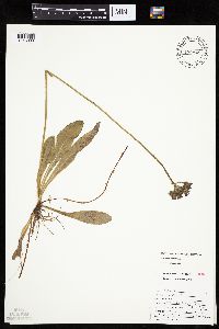 Hieracium aurantiacum image